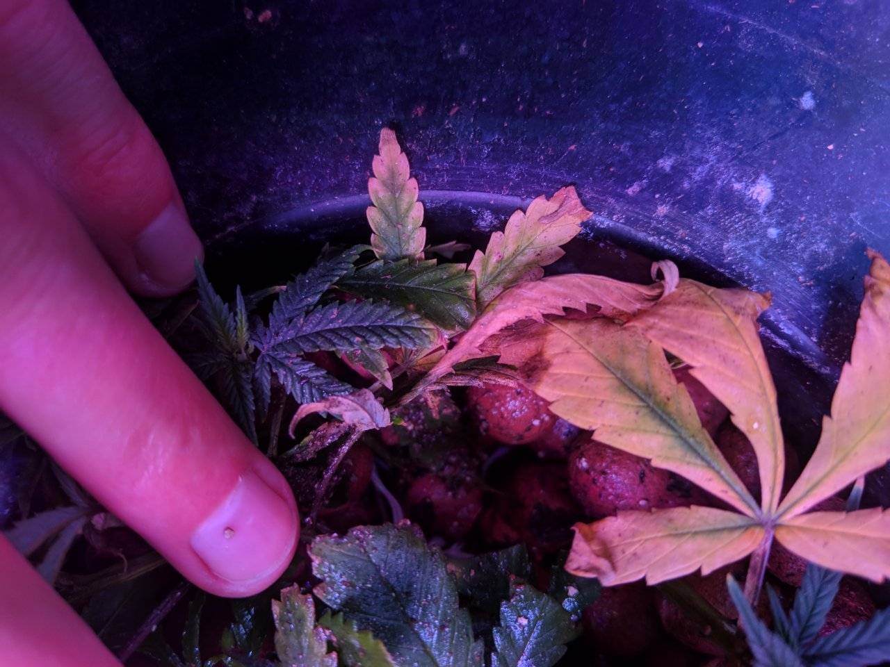 Clones ii 25/07/18