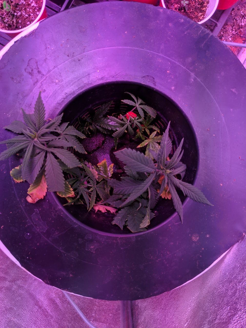 Clones ii 25/07/18