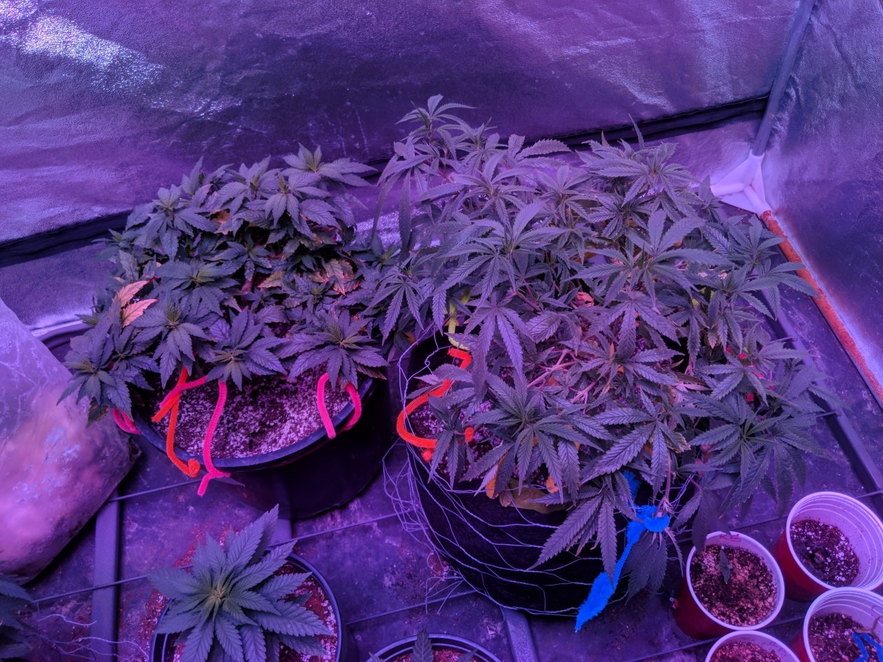 Clones ii 25/07/18