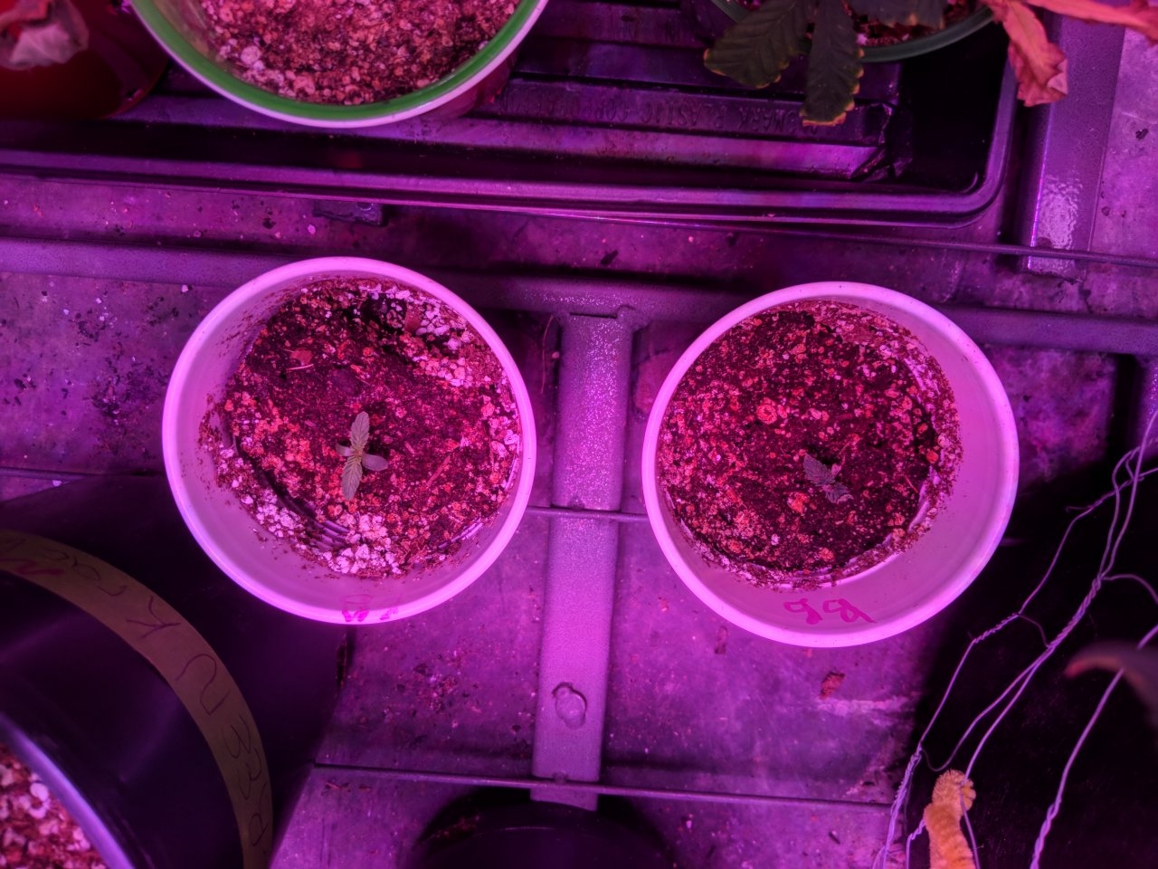 Clones ii 25/07/18