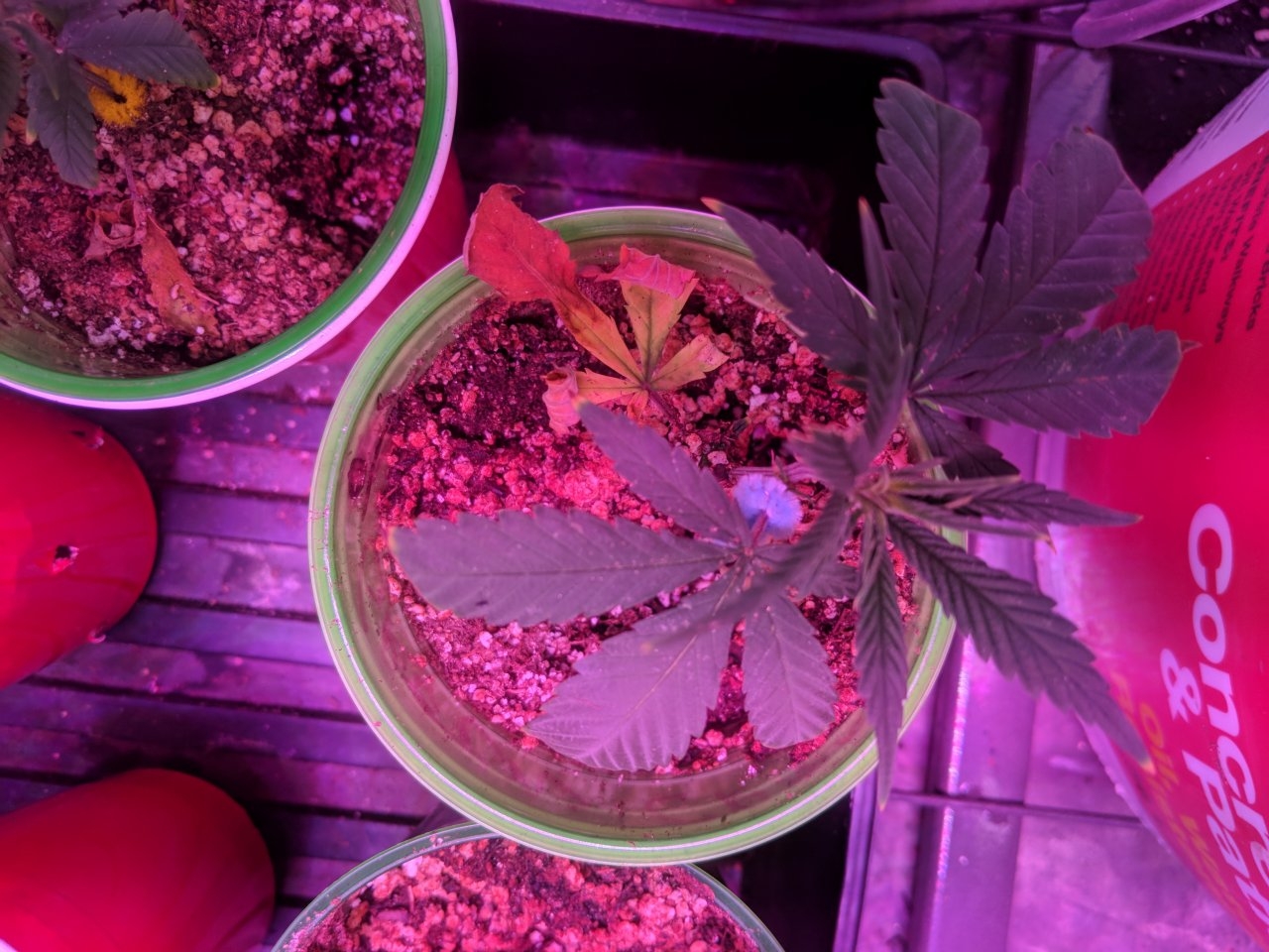 Clones ii 25/07/18