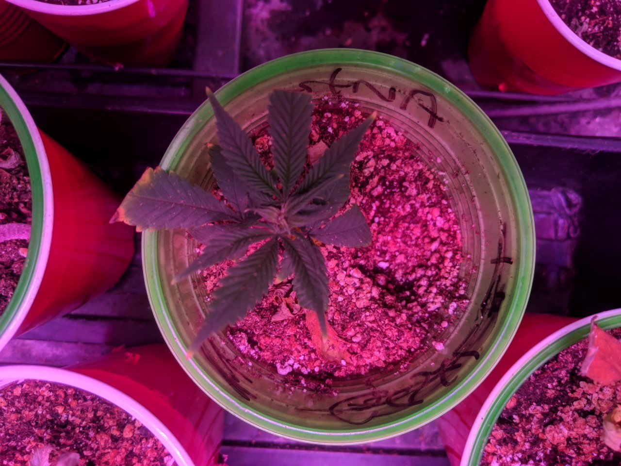 Clones ii 25/07/18