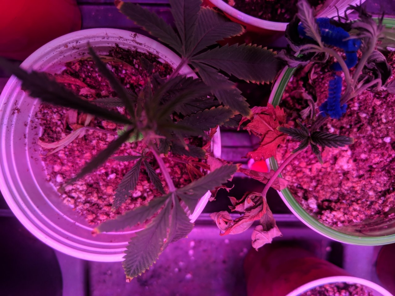 Clones ii 25/07/18