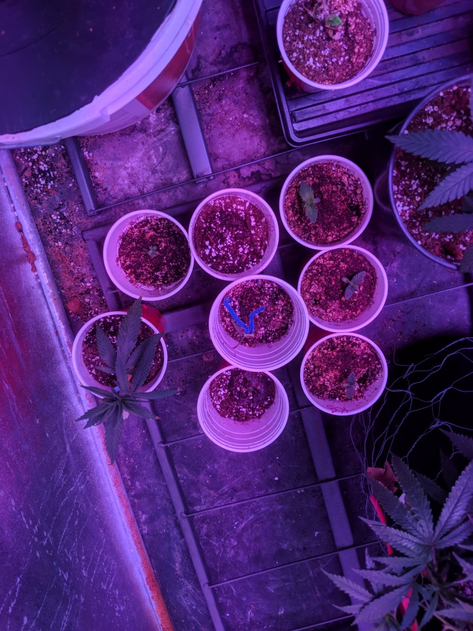 Clones ii 25/07/18