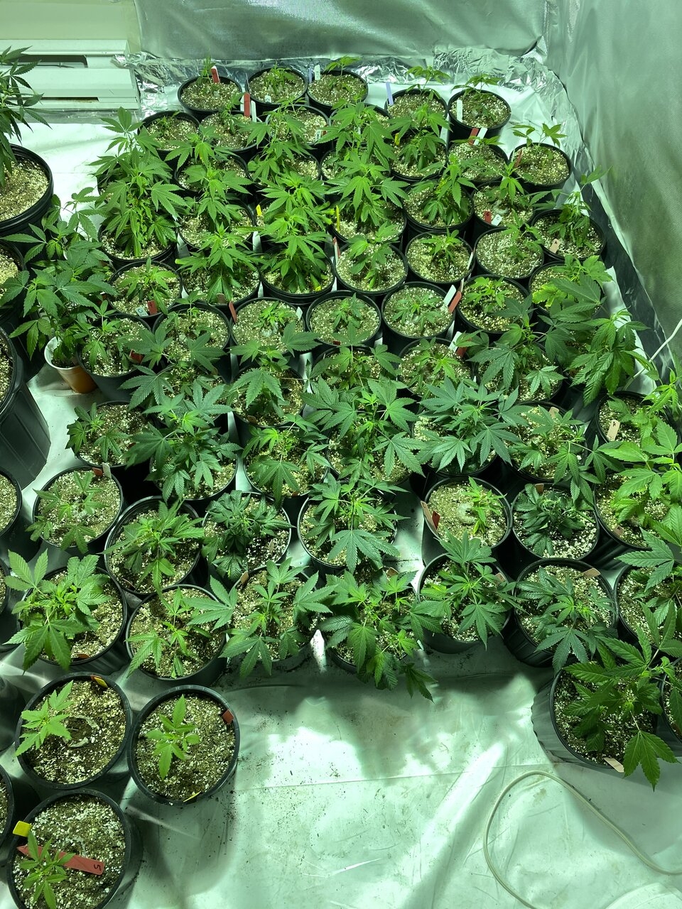 Clones in 1 gallon & Black Cali Grapes; Nxt Rnd