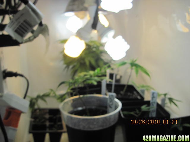 clones in front white Rhino in back