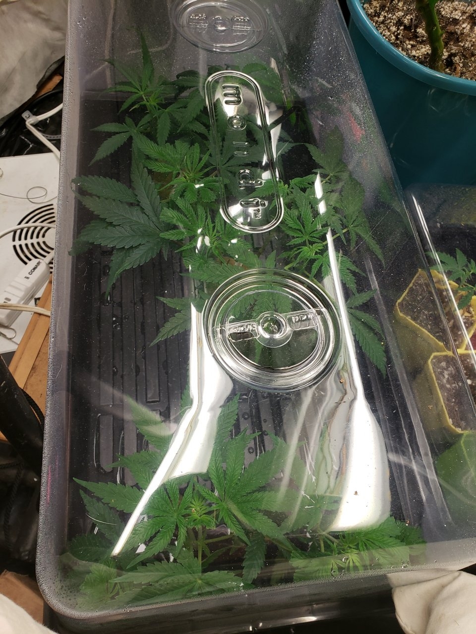 Clones in new cloner using clonex solution