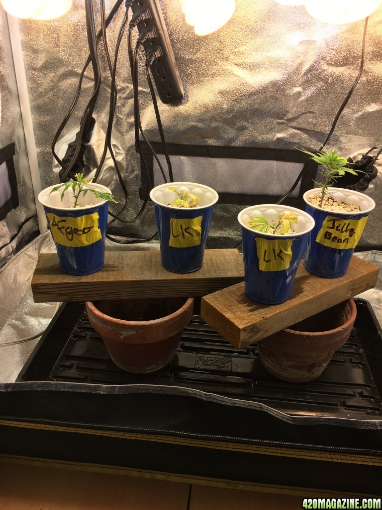 clones in recovery