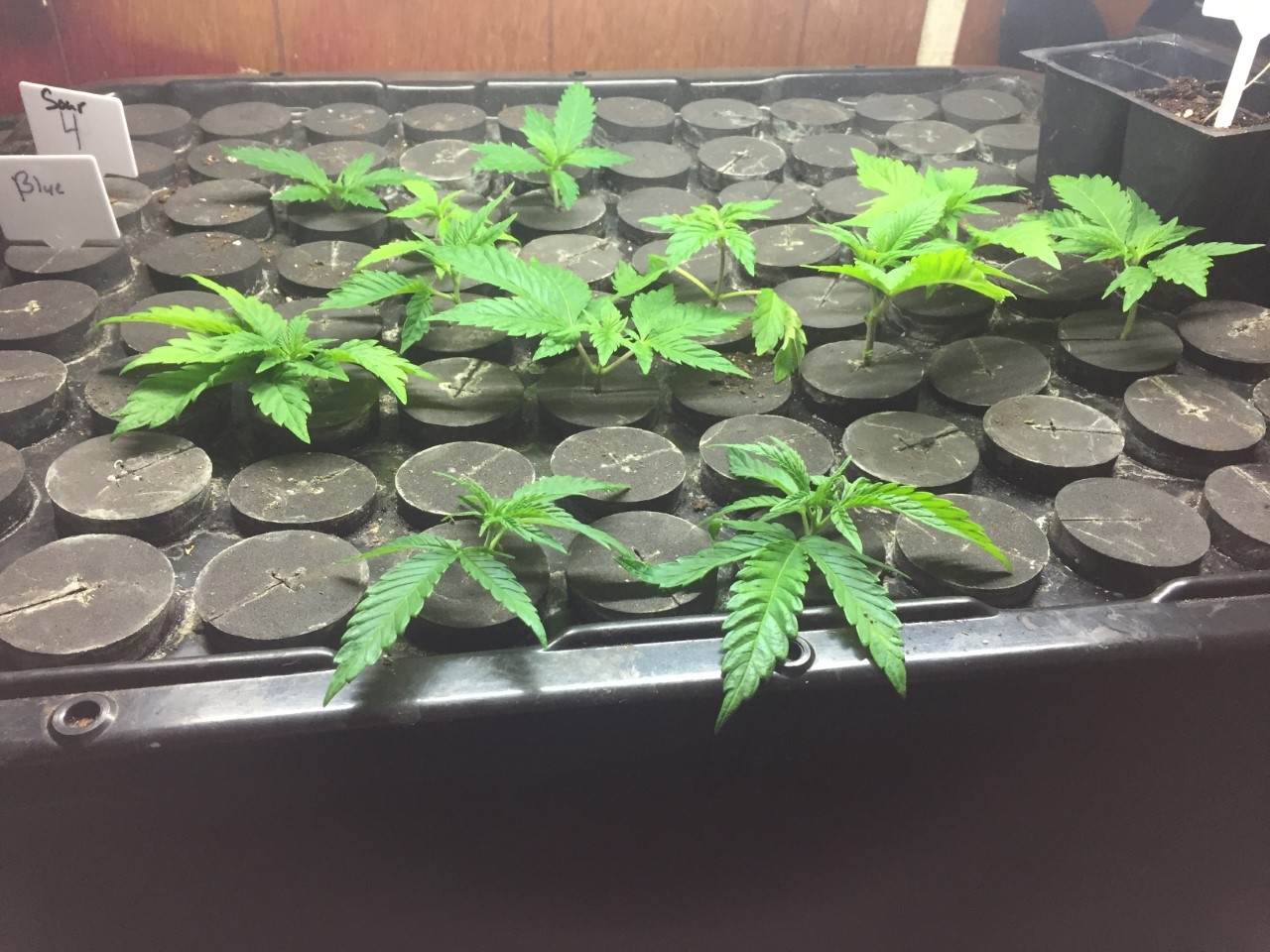 Clones in the cloner.jpg