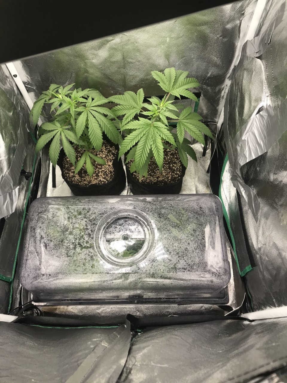 Clones in the dome before putting them in cups