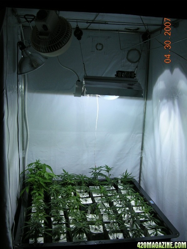 Clones in Vegatative growth