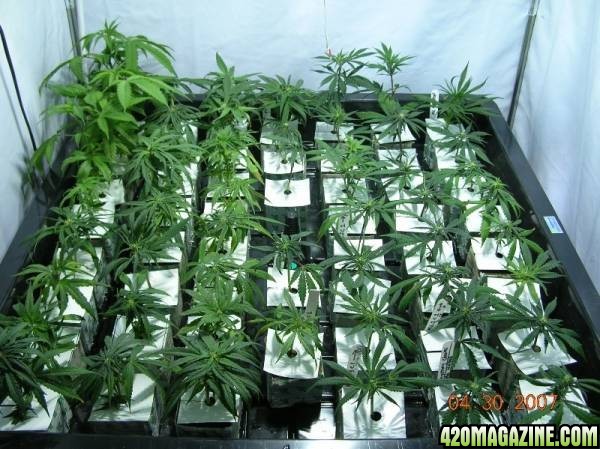 Clones in Vegatative growth