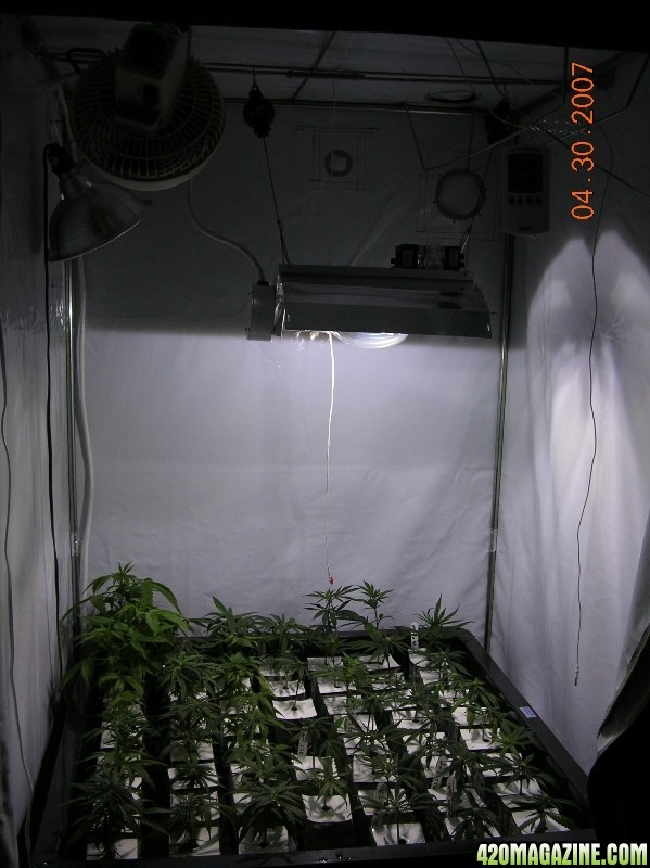 Clones in Vegatative growth