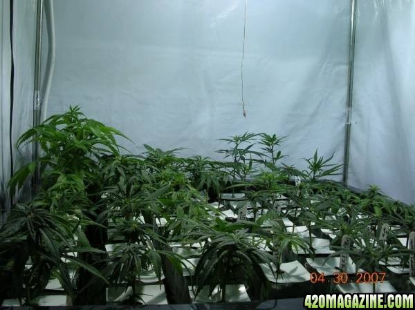 Clones in Vegatative growth