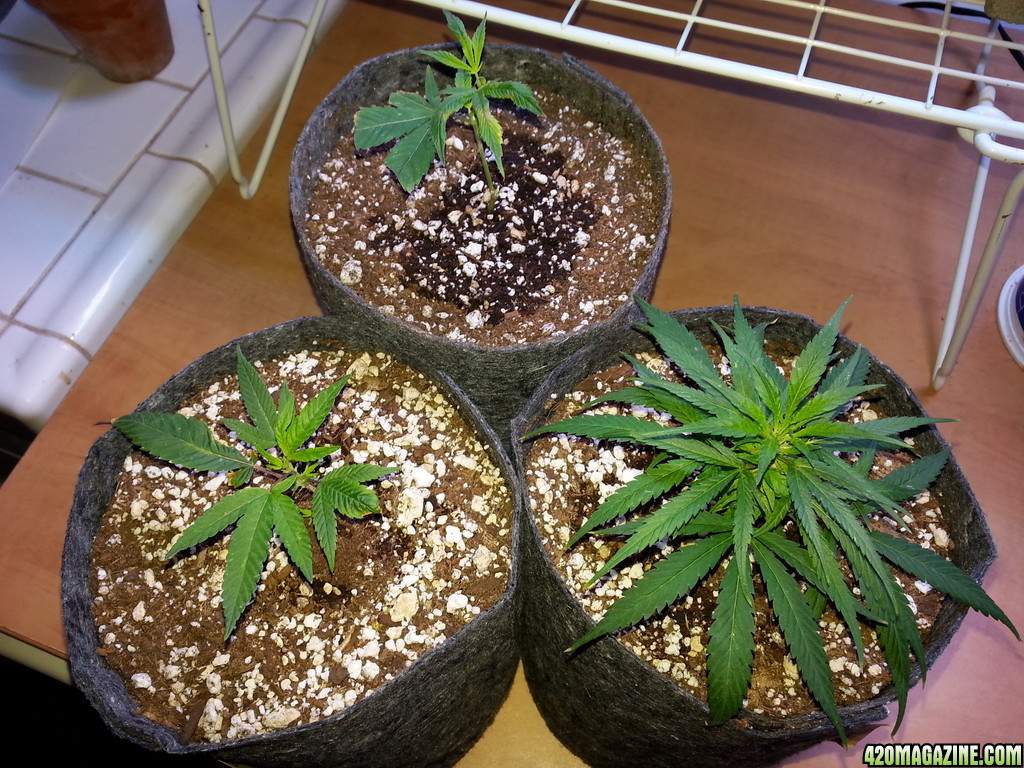 clones monstercropping smartpot