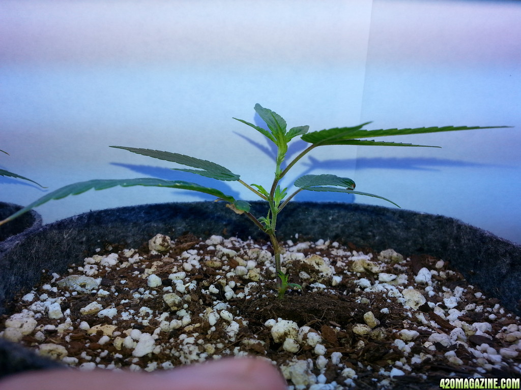 clones monstercropping smartpot