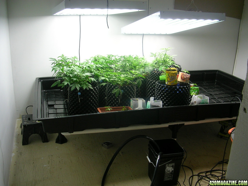 Clones on there new home