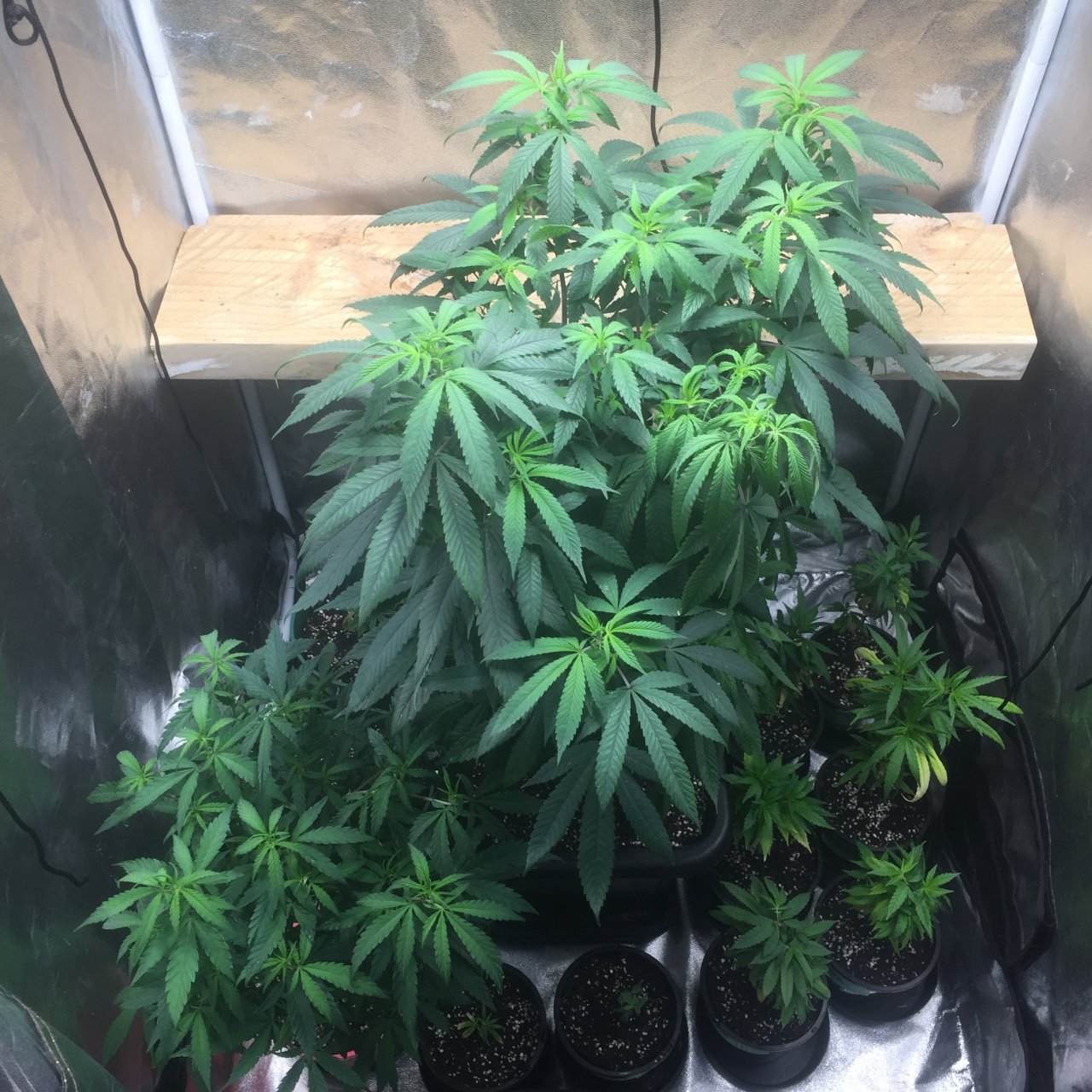 Clones recovered after three days