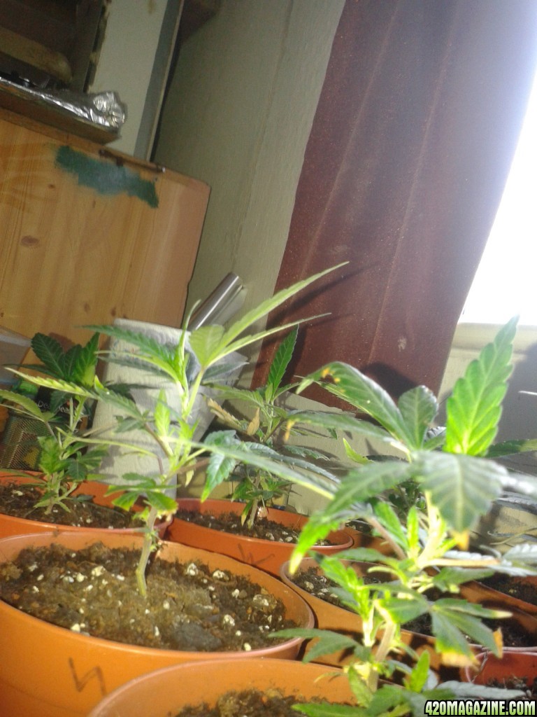 clones rooted