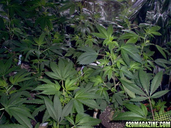 clones, seedlings recomended by p420, black domina / white widow