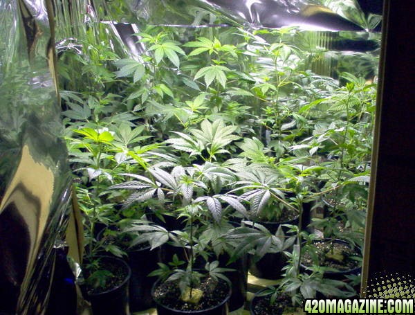 clones, seedlings recomended by p420, black domina / white widow