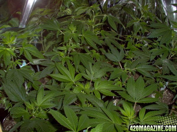 clones, seedlings recomended by p420, black domina / white widow