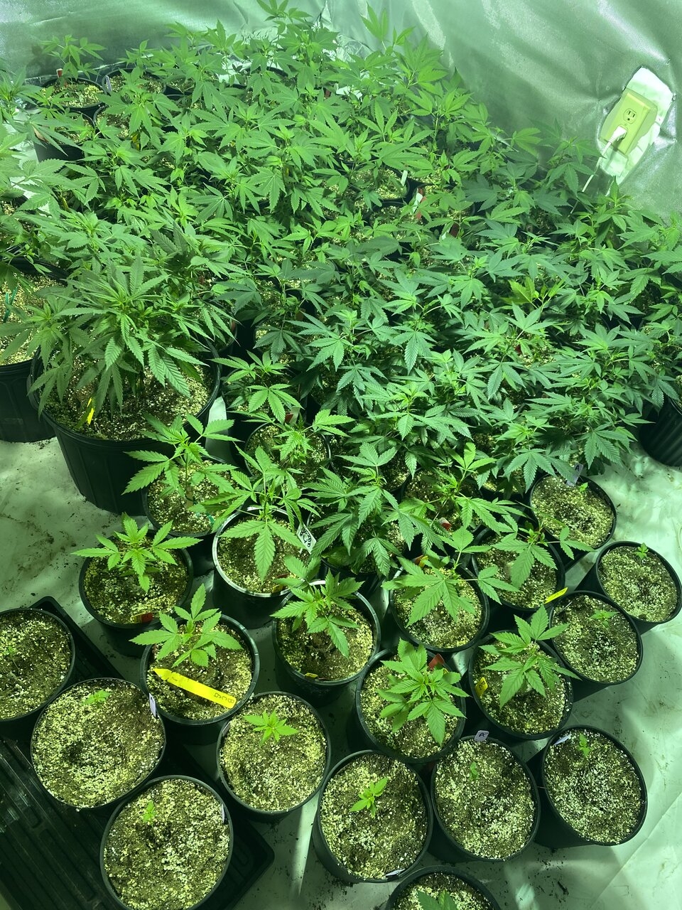 Clones & Seedlings