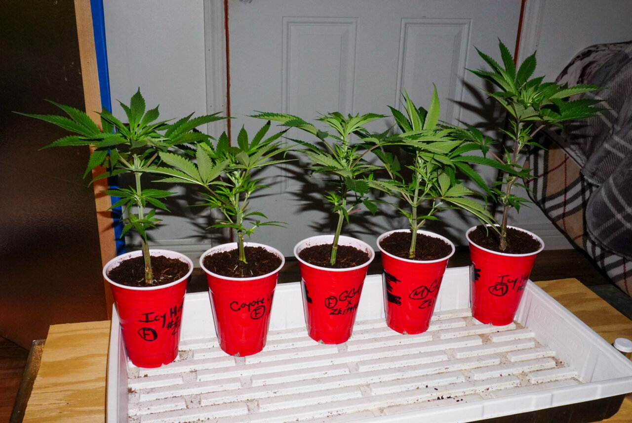 Clones taken feb 6th