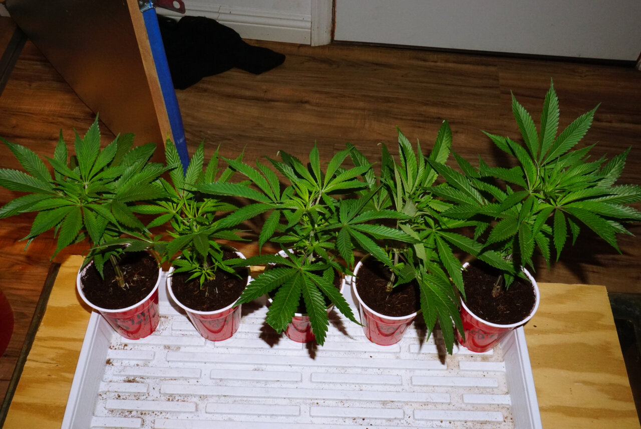 Clones taken feb 6th