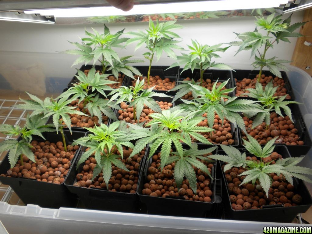 clones to veg yesterday