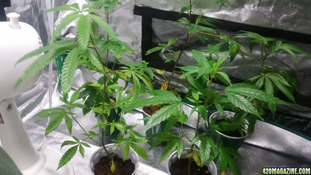 Clones Transfer