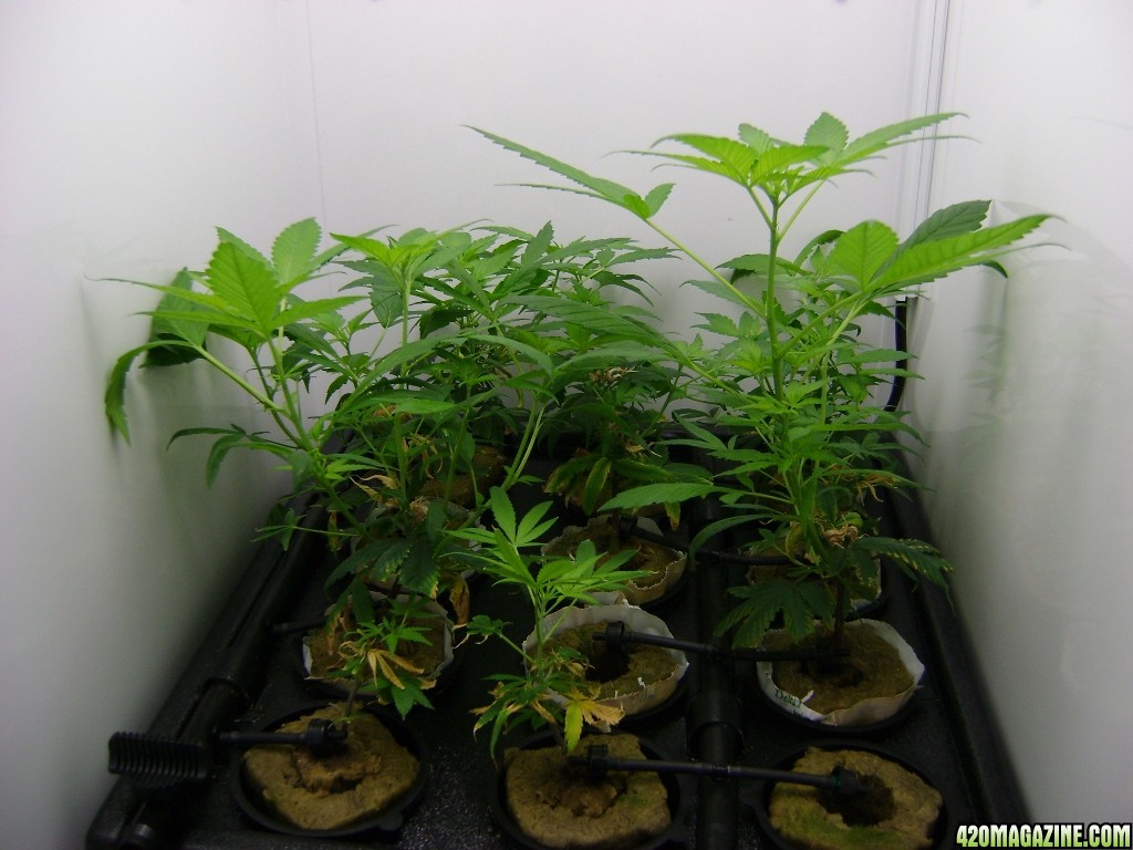 Clones Week 4 (1)