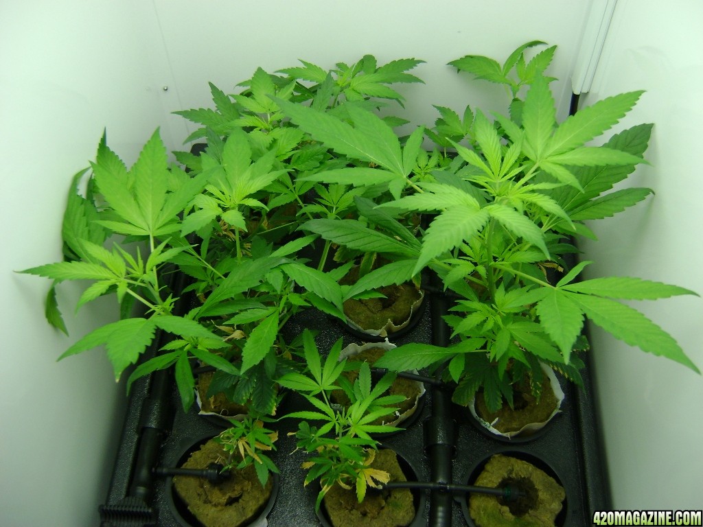 Clones Week 4 (3)