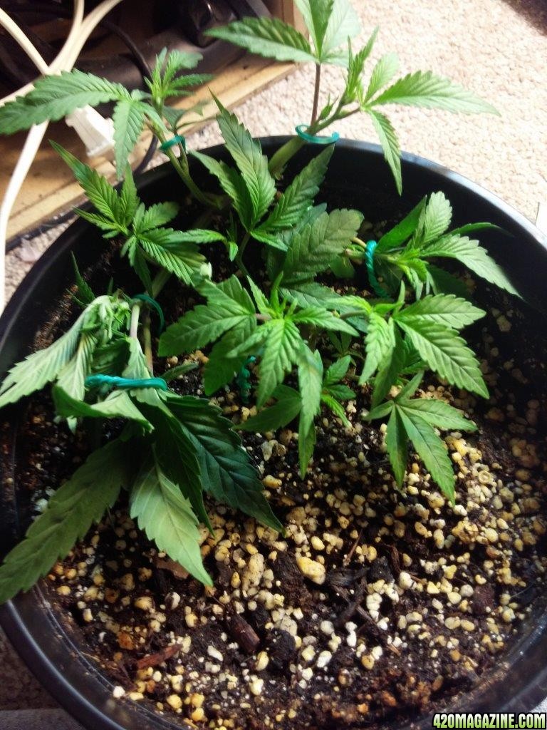 Cloning LST update, new year new jazz