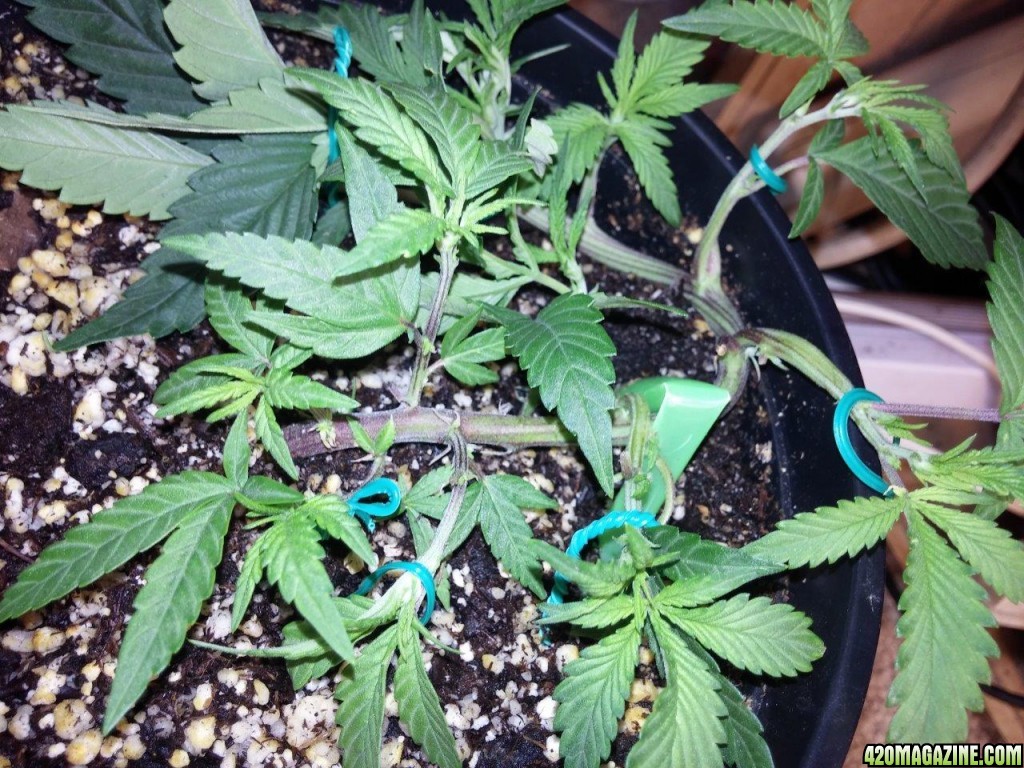 Cloning LST update, new year new jazz