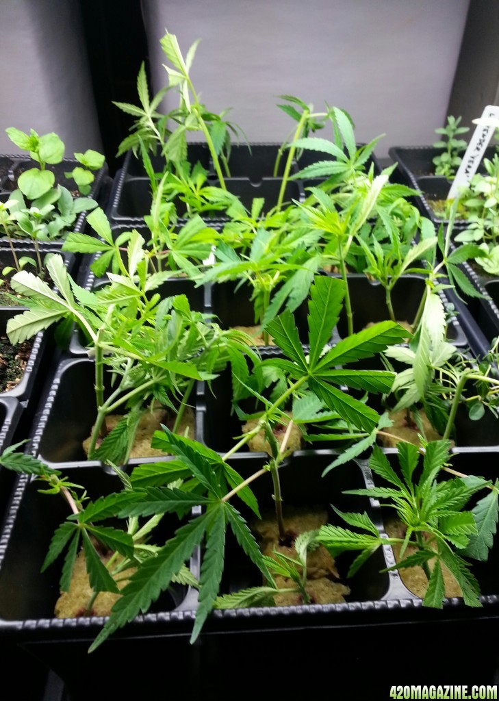 cloning my first grow