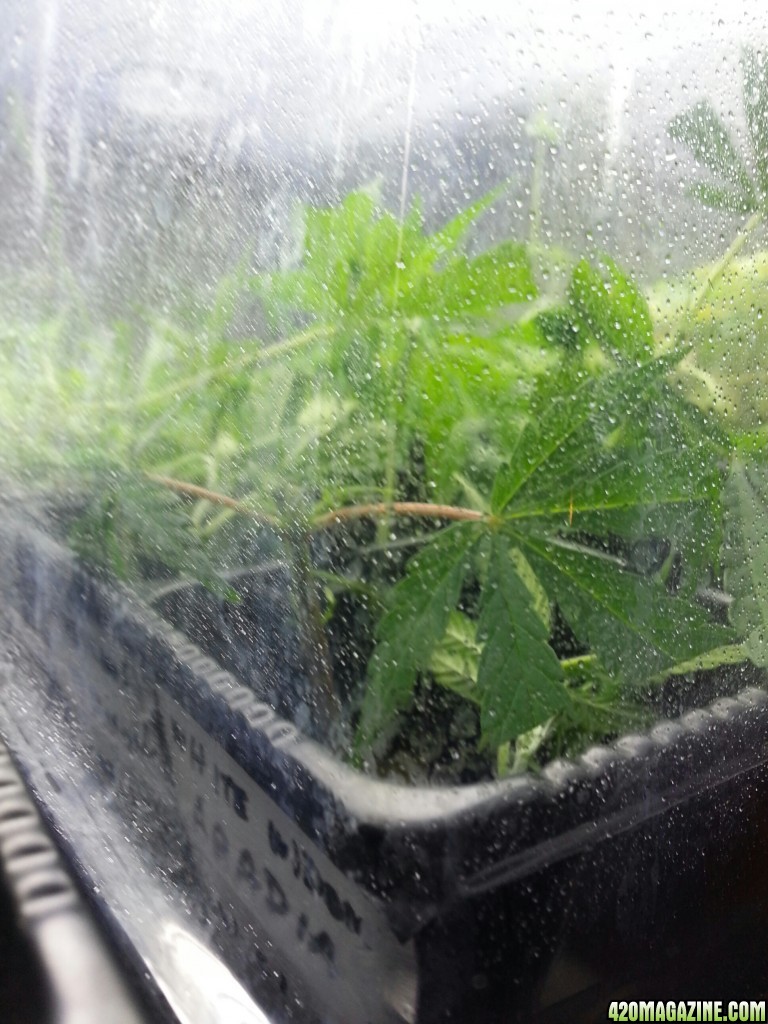 cloning my first grow