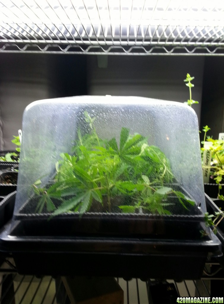 cloning my first grow