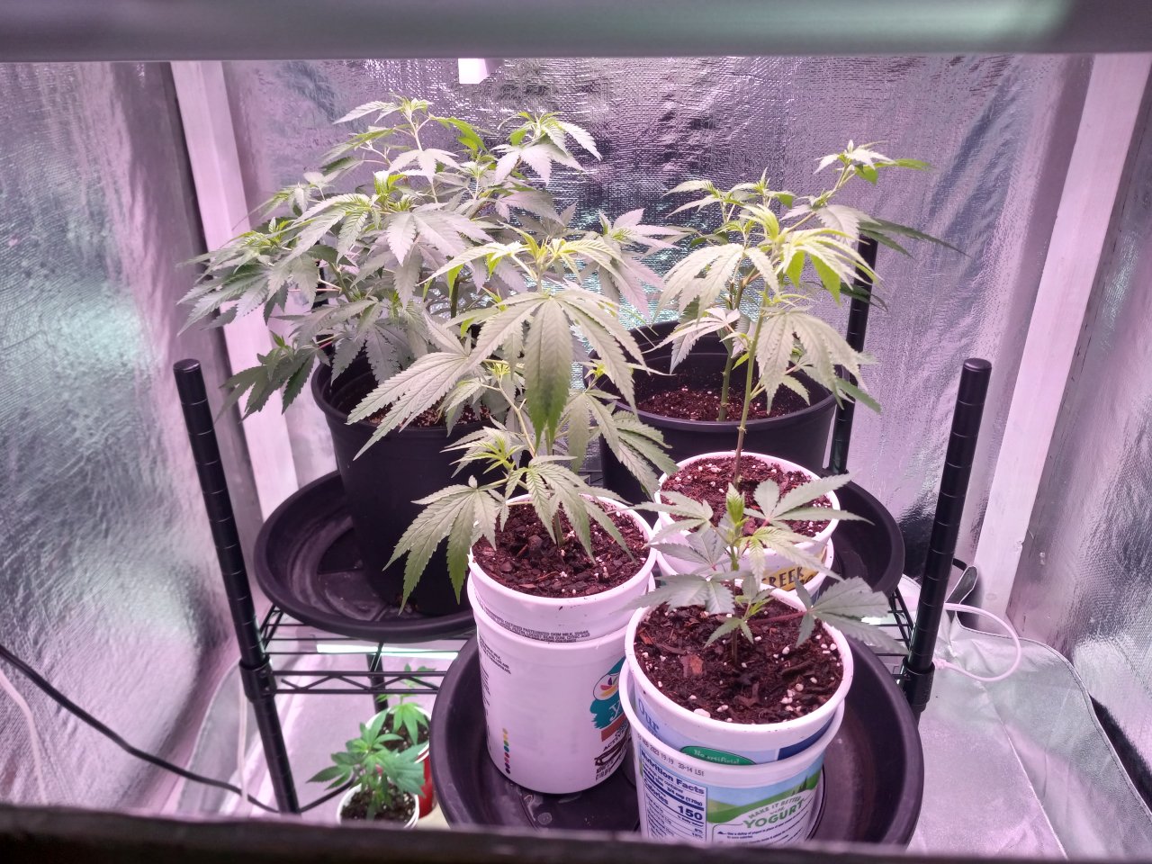 Cloning, nursery, and veg, chamber self made.