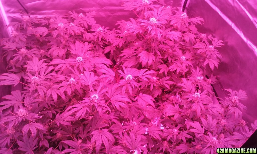 close to harvest