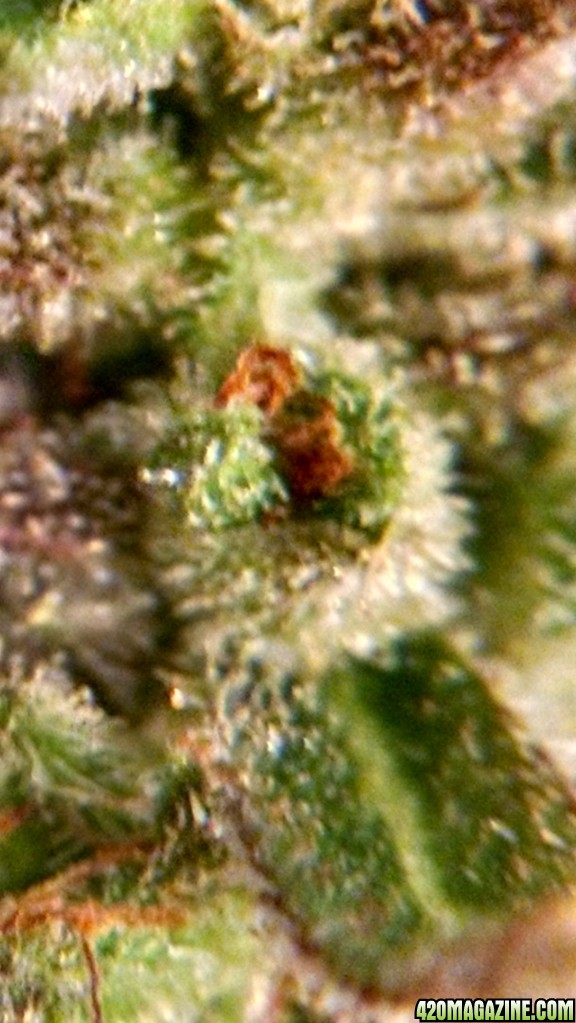 close up 9th week