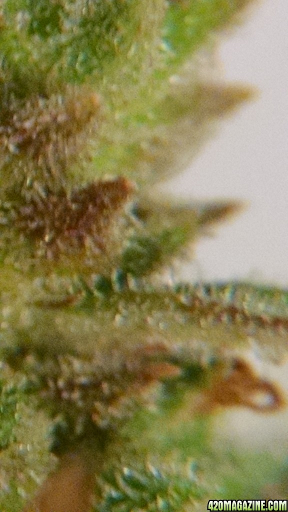 close up 9th week