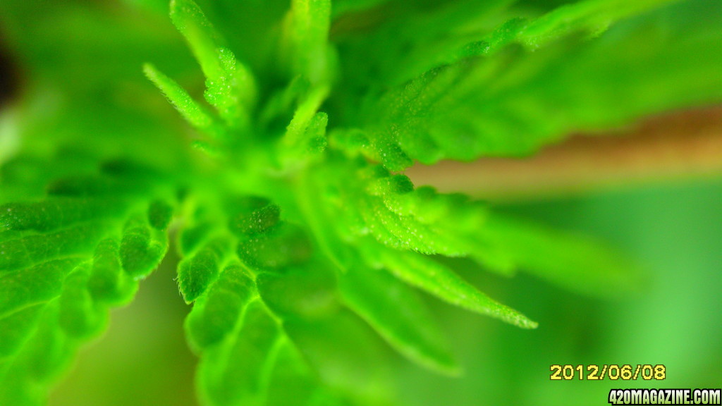 close up CFL grow