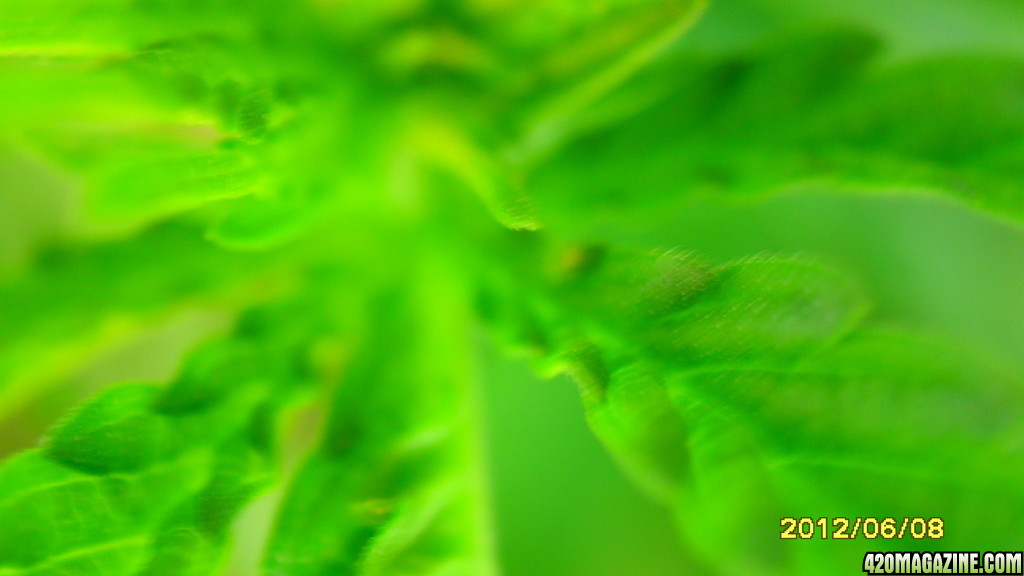 close up CFL grow