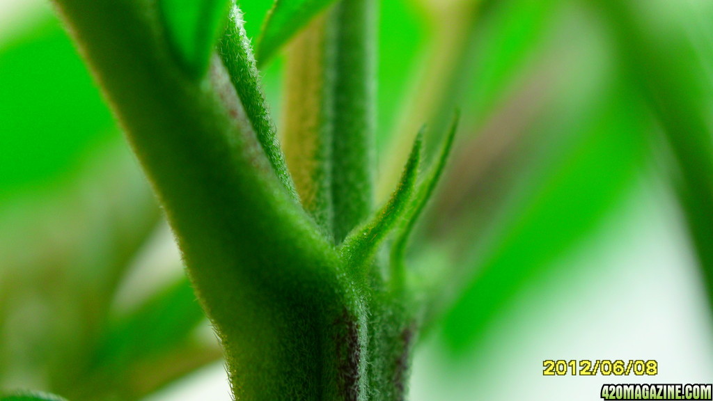 close up CFL grow