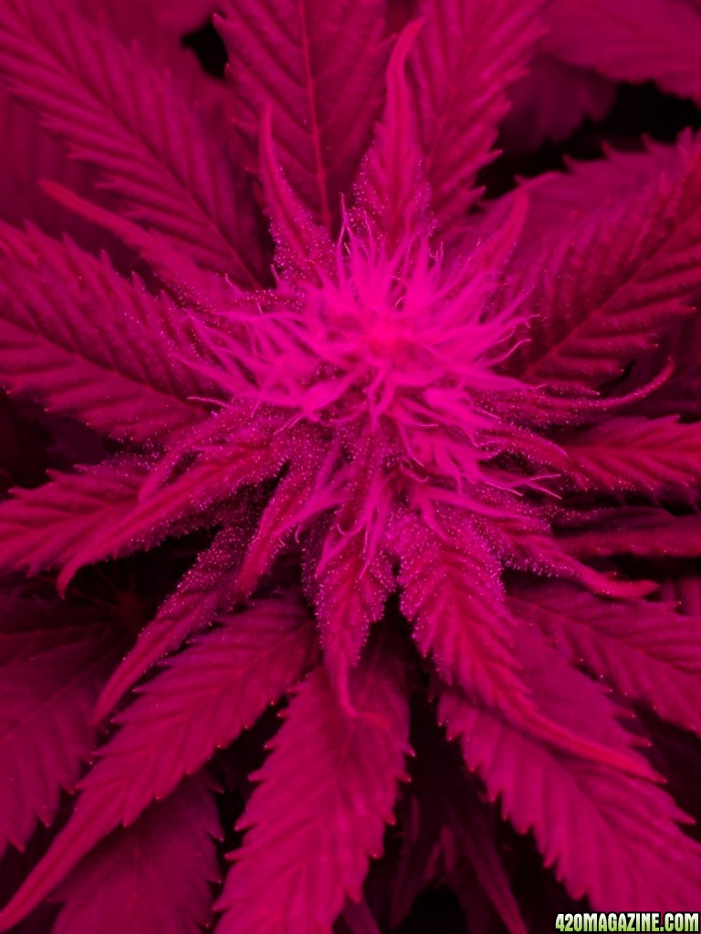 close Up day 23 Flowering JH