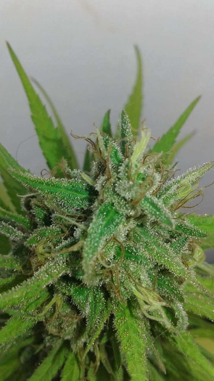 Close up number four bud.jpg