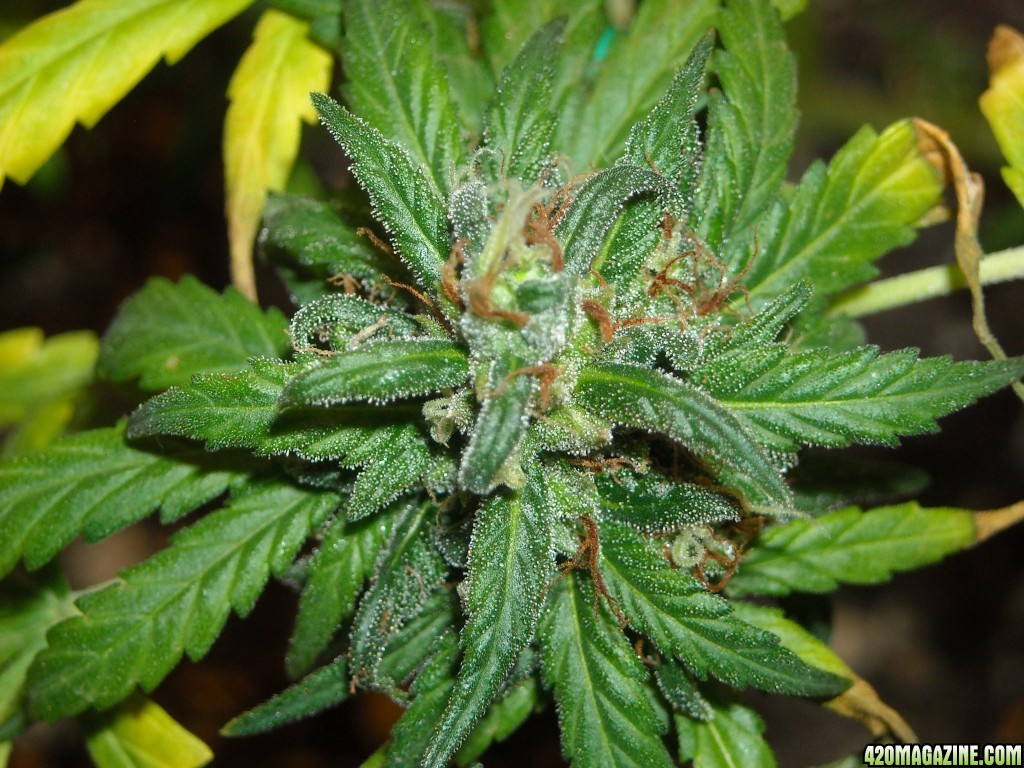 Close-up of a side shoot bud on the left lady