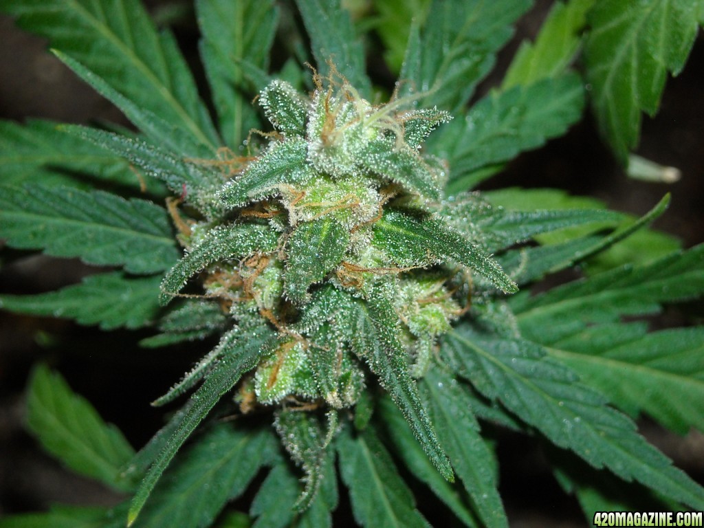 Close-up of a side shoot bud on the right lady