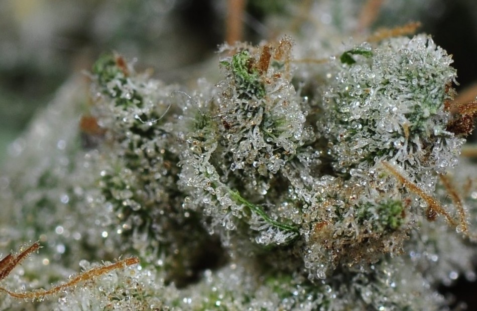 Close Up of Bud